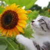Aesthetic Cat Sunflower Diamond Paintings