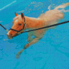 Aesthetic Horse In Water Diamond Paintings
