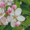 Apple Blossom Diamond Painting