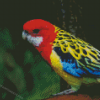 Australian King Parrot Bird Diamond Painting