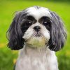 Black And White Shih Tzu Puppy Diamond Paintings