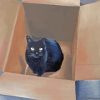 Black Cat In A Box Diamond Painting