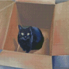 Black Cat In A Box Diamond Painting