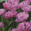 Blooming Purple Peony Tulips Diamond Paintings