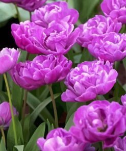 Blooming Purple Peony Tulips Diamond Paintings