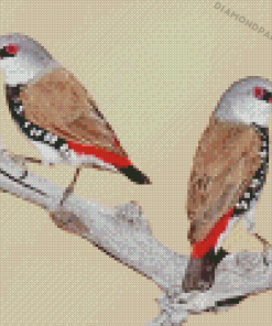 Diamond Firetail Birds Diamond Painting