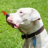 Dogo Argentino And Butterfly Diamond Painting
