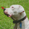 Dogo Argentino And Butterfly Diamond Painting