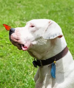 Dogo Argentino And Butterfly Diamond Painting