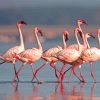 Flamingos Lake Nakuru Diamond Paintings