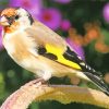 Goldfinch Bird Diamond Painting