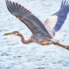 Great Heron Flying Diamond Paintings