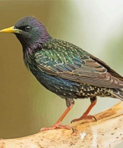 Green Blue And Purple Starling Diamond Painting