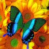 Green Blue Butterfly On Sunflowers Diamond Paintings