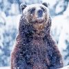 Grizzly Bear In The Snow Diamond Painting