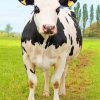 Holstein Friesian Cattle Diamond Paintings