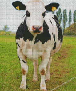 Holstein Friesian Cattle Diamond Paintings