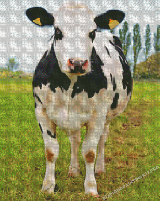 Holstein Friesian Cattle Diamond Paintings