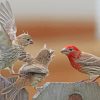 House Finch Birds Diamond Paintings