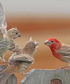 House Finch Birds Diamond Paintings