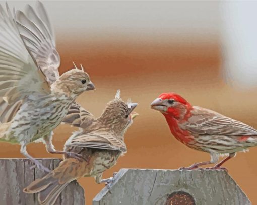 House Finch Birds Diamond Paintings