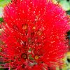 Pohutukawa Flower Diamond Paintings