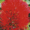 Pohutukawa Flower Diamond Paintings