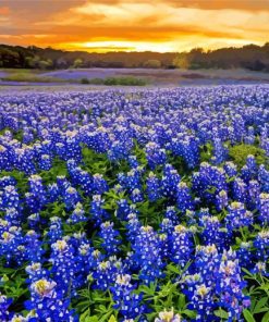 Texas Bluebonnets Field Diamond Paintings