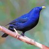 The Bowerbird Diamond Paintings