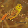 The Yellowhammer Bird Diamond Paintings