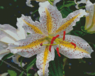 Aesthetic Golden Rayed Lily Diamond Paintings