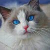 Aesthetic Gray And White Cat Diamond Painting