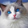 Aesthetic Gray And White Cat Diamond Painting