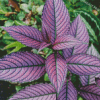 Aesthetic Purple Leafed Diamond Painting