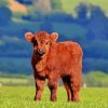 Baby Brown Cow In Farm Diamond Paintings