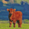 Baby Brown Cow In Farm Diamond Paintings