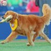 Baseball Dog Diamond Paintings