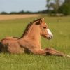 Brown Baby Horse Diamond Painting