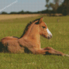 Brown Baby Horse Diamond Painting