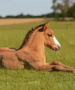 Brown Baby Horse Diamond Painting