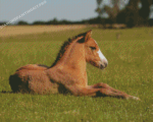 Brown Baby Horse Diamond Painting