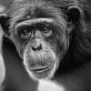 Chimp Black And White Diamond Painting