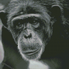 Chimp Black And White Diamond Painting