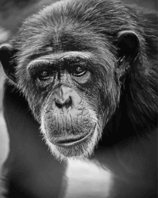 Chimp Black And White Diamond Painting