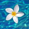 Cool Plumeria Flower In Water Diamond Painting