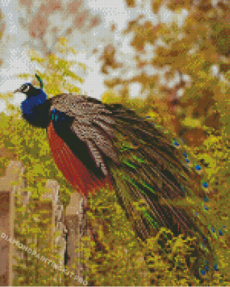 Cute Peacock On A Fence Diamond Painting