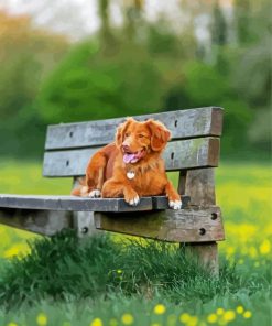 Cute Brown Dog On Bench Diamond Painting