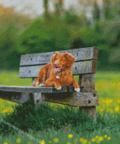 Cute Brown Dog On Bench Diamond Painting
