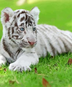 Cute White Baby Tiger Diamond Paintings