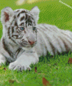 Cute White Baby Tiger Diamond Paintings